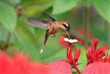 Stripe-throated Hermit